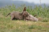 RENCONTRE ENTRE CHIENS 105